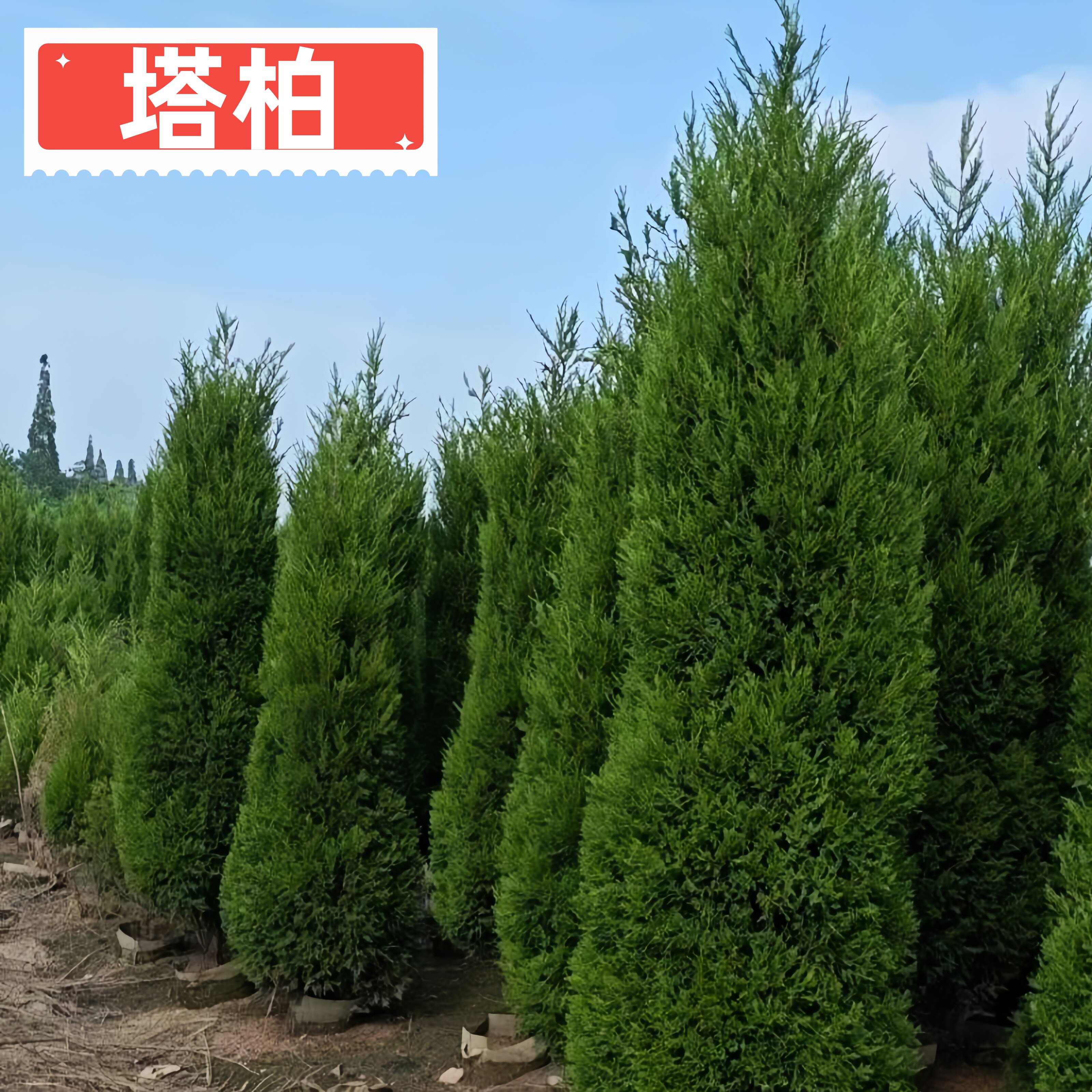 塔柏树苗易活四季常青免修剪