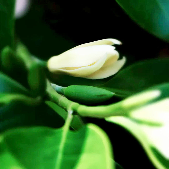 白兰花四季植物黄角兰盆栽嫁接苗