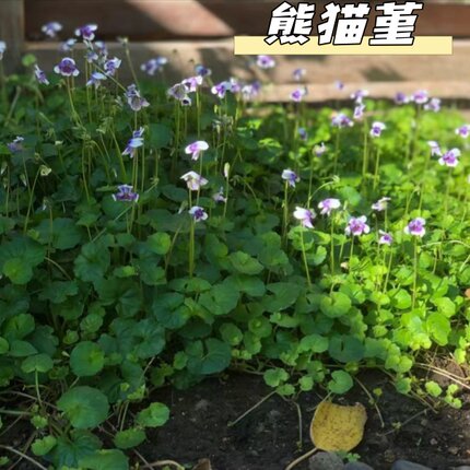 熊猫堇盆栽花卉多年生草本花园石缝庭院地被植物宿根耐热花苗成都