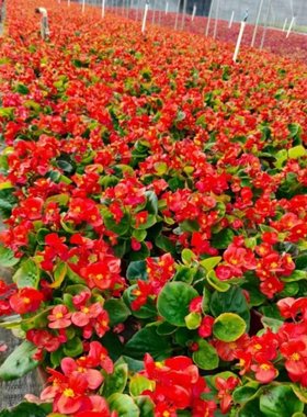 海棠花盆栽玻璃翠花卉