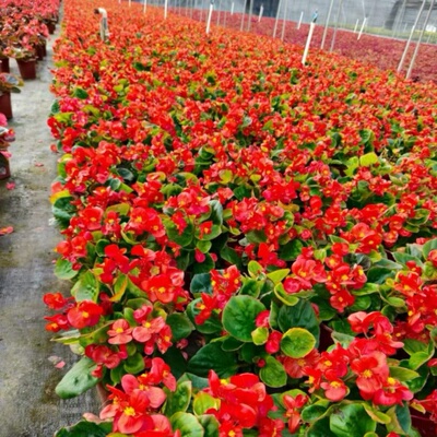 海棠花盆栽玻璃翠花卉
