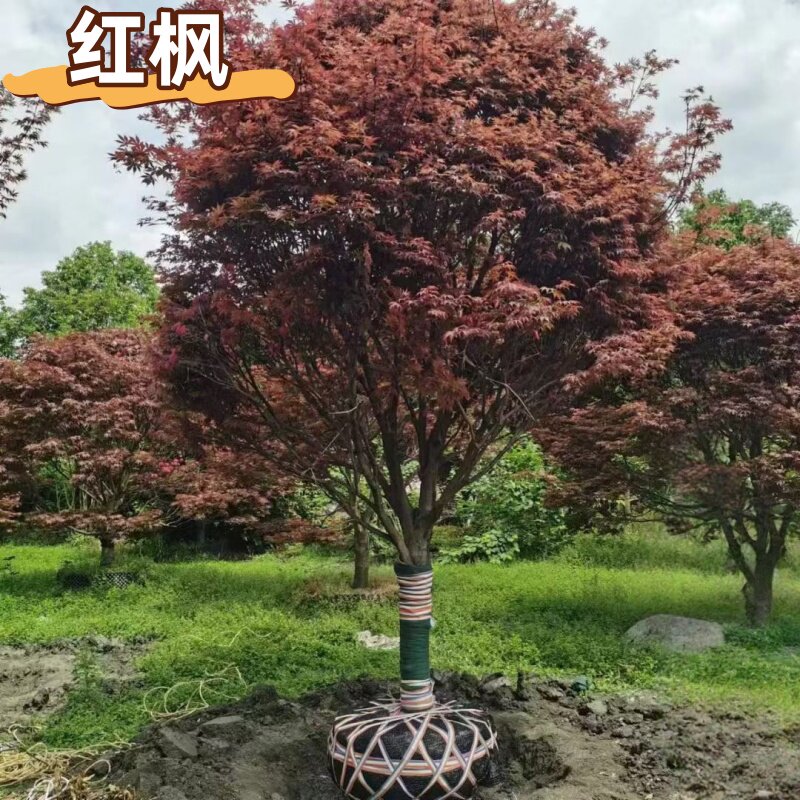 正宗红枫树苗庭院别墅植物日本红舞姬老桩盆景室外四季绿化易成活