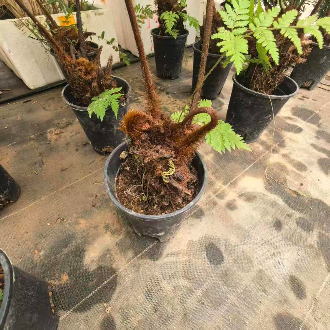 红鳞蕨大型盆栽耐阴好养禅意