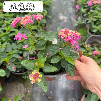 五色梅盆栽大苗带苞马樱丹四季