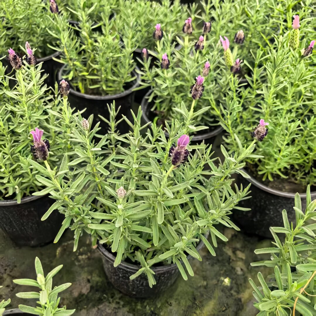 兔儿薰衣草西班牙薰衣草 耐热耐寒四季常青开花香草绿植