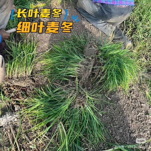 耐寒耐旱全日照细叶庭院别墅绿化