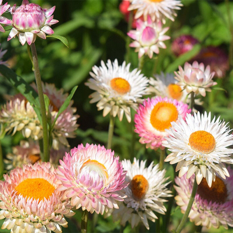 包对版麦秆菊种子腊菊干花菊景观绿化盆栽花卉阳台园艺观花种籽子,鲜花速递/花卉仿真/绿植园艺,家庭园艺种子,淘宝优惠券,粉丝福利购,淘宝优惠卷