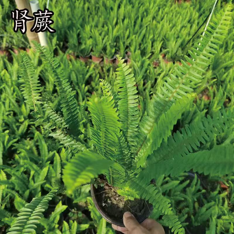 肾蕨排骨草盆栽波斯顿观叶绿植