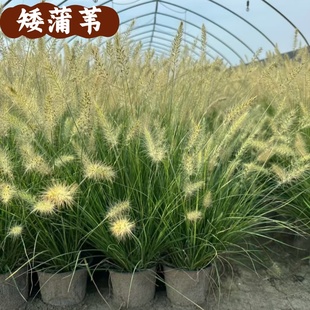 蒲苇矮蒲苇苗花叶蒲苇庭院观赏盆栽草园林绿化造景水生花卉芦苇