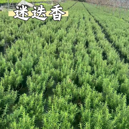 鑫和迷迭香盆栽可食用驱蚊驱虫