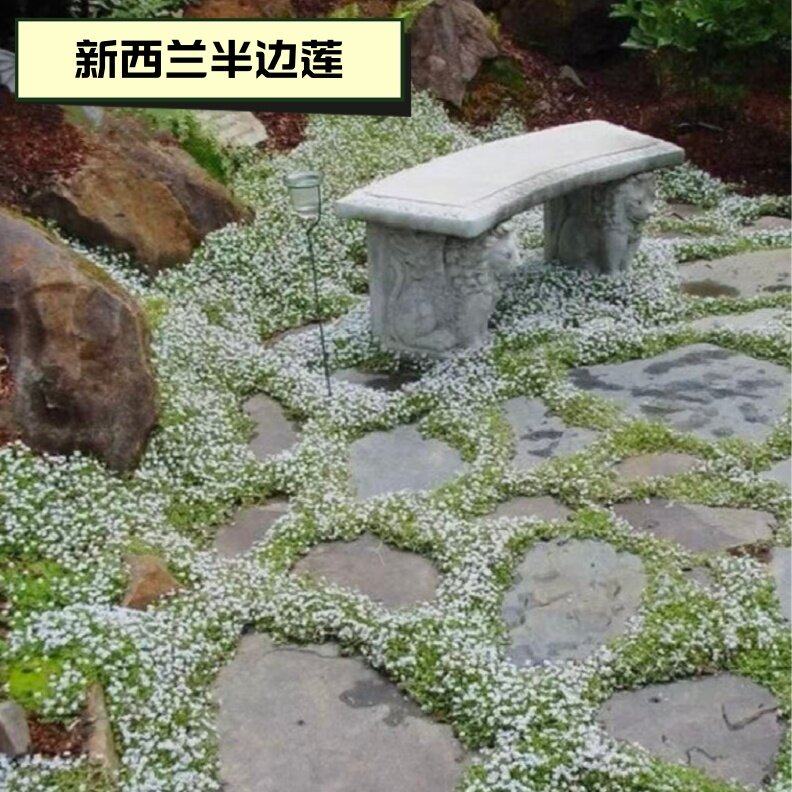 新西兰半边莲花卉绿植植物盆栽草坪真草皮铁线莲庭院绿植地被植物,鲜花速递/花卉仿真/绿植园艺,宿根/地被植物,淘宝优惠券,粉丝福利购,淘宝优惠卷