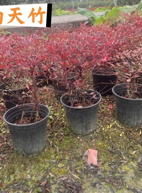 火焰南天竹树苗盆栽水培养植物室内花卉绿植庭院观叶耐寒老桩盆景