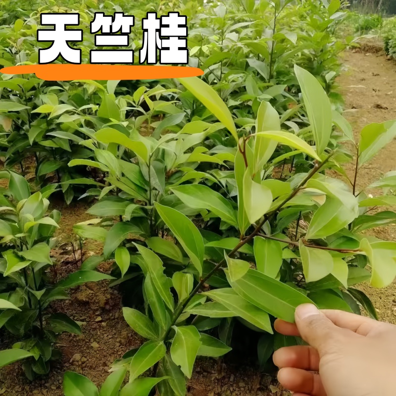 成都基地庭院别墅天竺桂花树苗