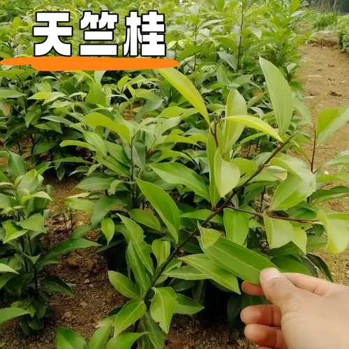 成都基地庭院别墅天竺桂花树苗