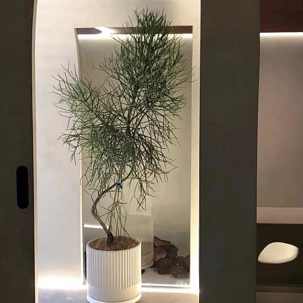 光棍树盆栽大型客厅老桩防辐射北欧风植物庭院绿植珊瑚树顺丰包邮