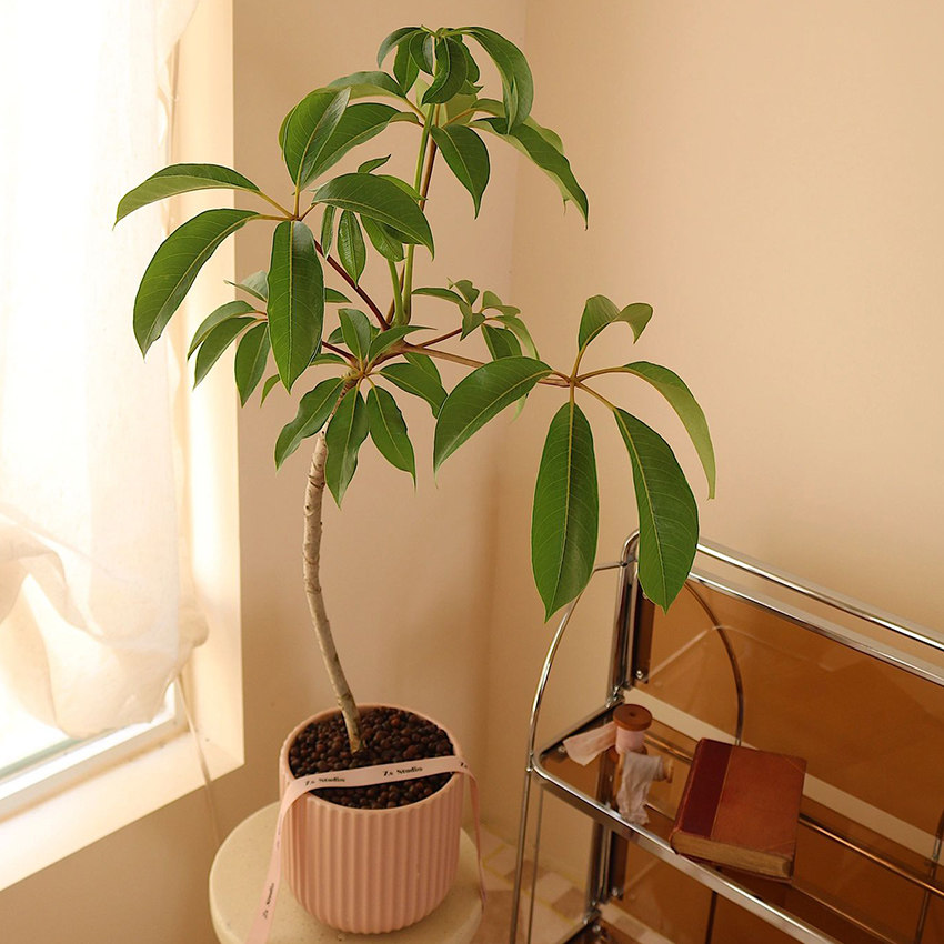 日本大叶伞保罗盆栽室内净化空气观叶植物北欧风庭院造型网红绿植