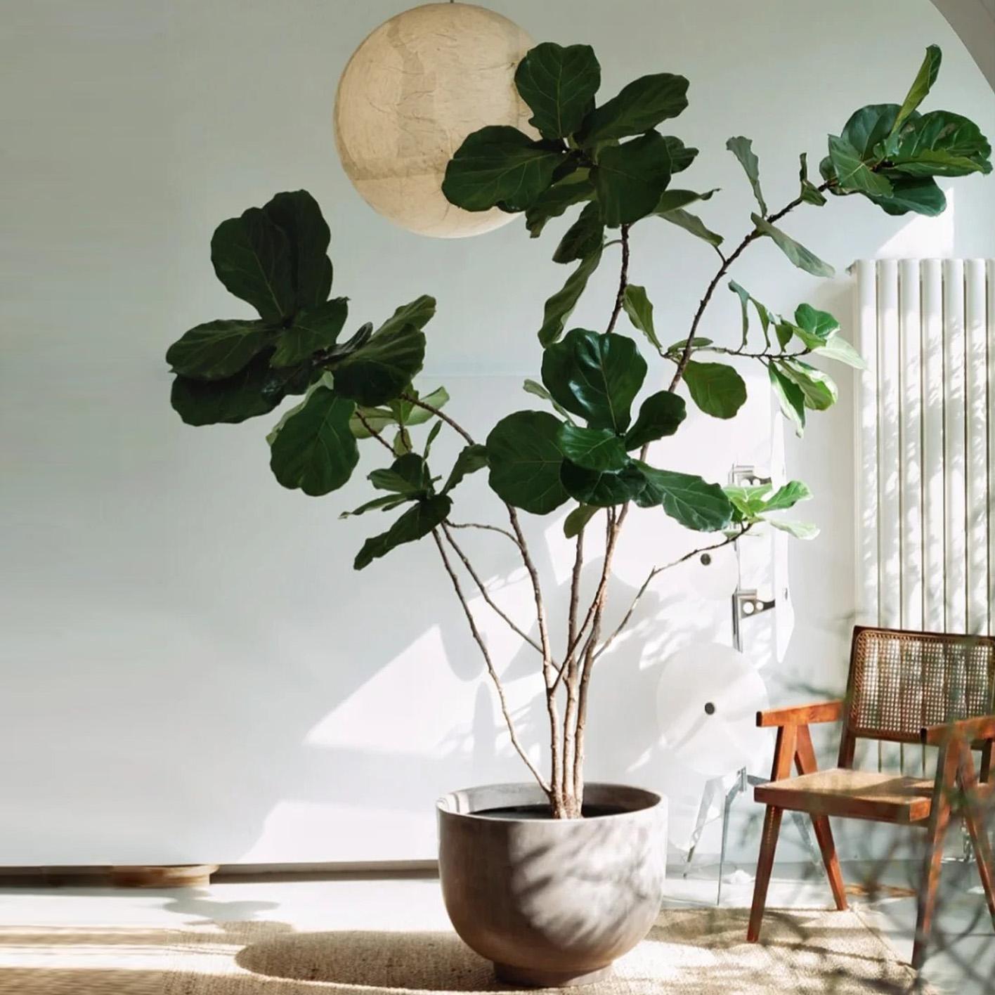 高级感绿植造型琴叶榕ins风盆栽