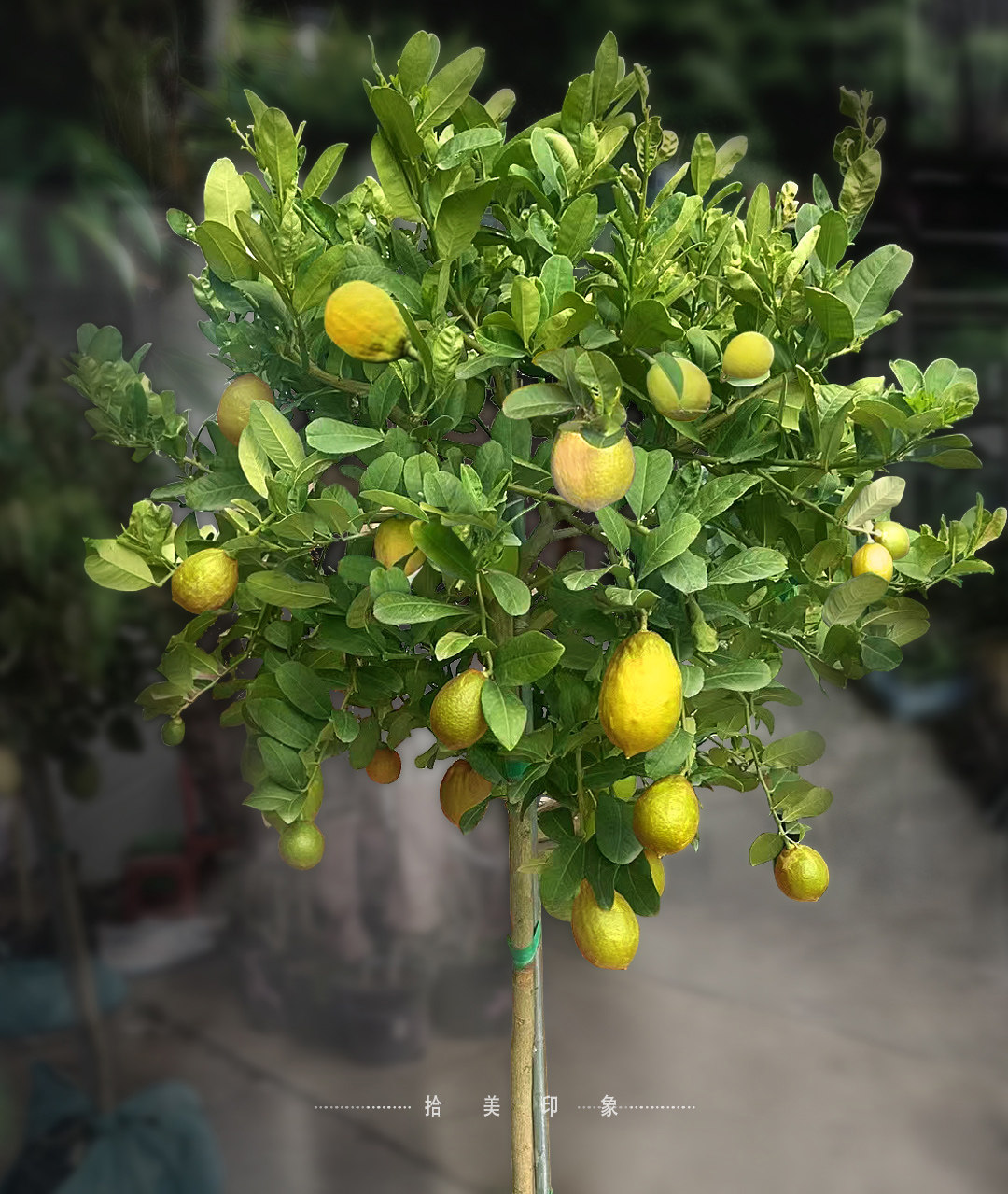 大型香水柠檬树盆栽阳台花园四季开花结果可食用绿植庭院观赏植物