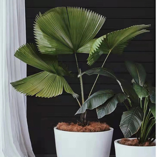 圆叶轴榈盆栽棕榈客厅阳台观叶书房净化空气防辐射庭院易养植物苗