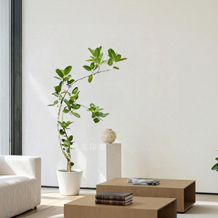 高山榕盆栽北欧简约绿植盆栽室内客厅装饰植物含盆易养护大型绿植