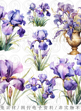 水彩紫色鸢尾花卉插画海报装饰剪贴画手账png设计素材