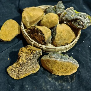 云南特产桑黄灵芝整枝整朵非西藏野生250克免费切片包邮泡水煲汤