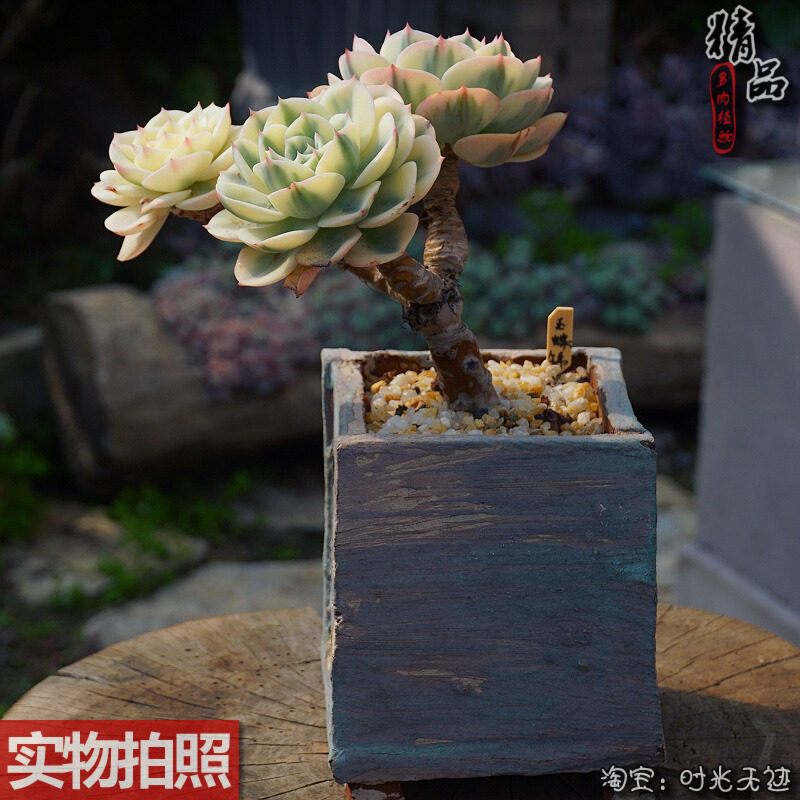 玉蝶锦稀有木质超粗造型老桩整桩一物一拍露养控养老昆多肉植物