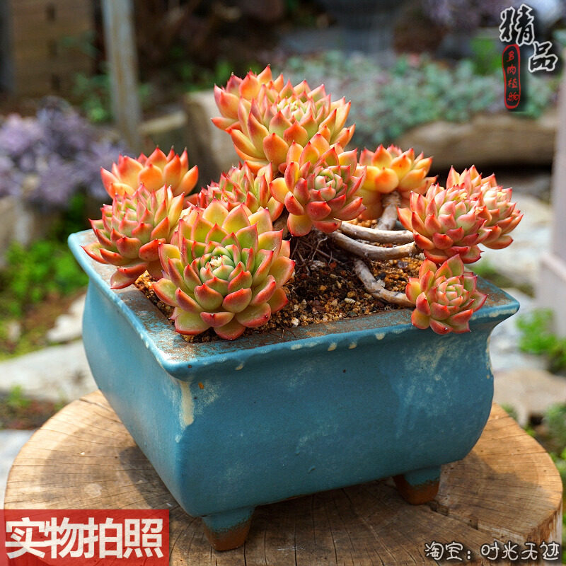 金蜡东云稀有木质超粗超大捧花造型老桩整桩一物一拍露养老昆多肉