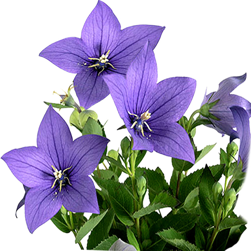 多年生宿根花卉庭院植物春夏开花