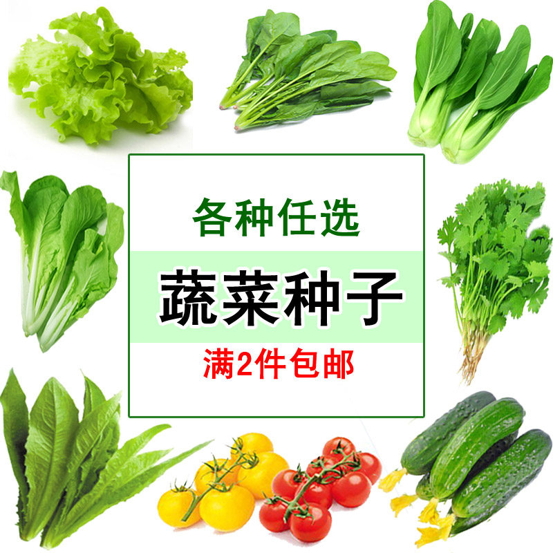 蔬菜种子 四季阳台种菜盆栽春夏秋冬播生白番茄香小葱籽孑6元包邮