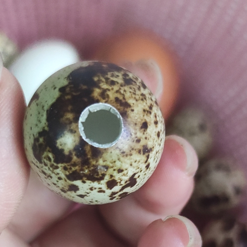 捏捏乐鹌鹑蛋壳雕刻解压小蛋壳装饰用材料景观摆件手工DIY50枚装