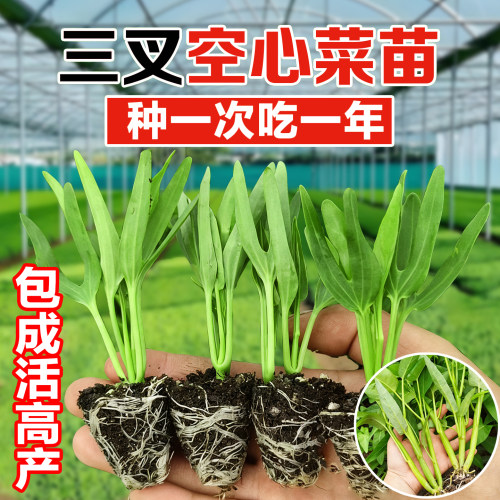 高产三叉空心菜苗秧苗白梗柳叶空心菜苗带根带土大叶盆栽空心菜苗