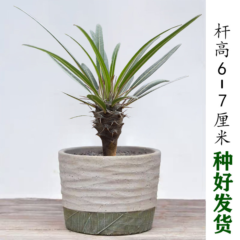 非洲霸王棒槌树进口亚阿相界趣味稀有多肉狼牙棒净化空气盆栽植物