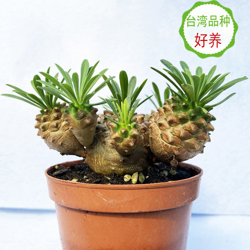 峨眉山大戟科好养养多肉块根植物