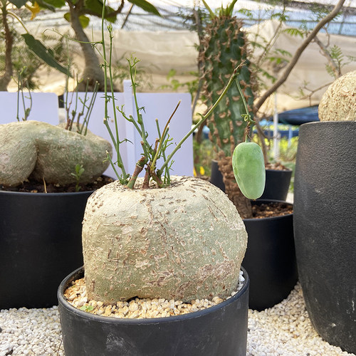 彩叶西番莲块根锦叶蒴爬藤植物