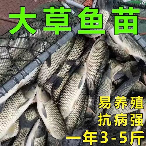 大草鱼苗淡水养殖食用皖鱼特大鲜活便宜半斤脆肉草鱼苗20厘米