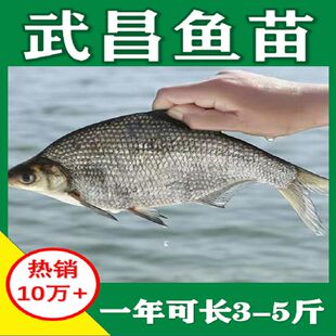 鳊鱼苗武昌鱼苗三角边三角鲂鱼苗鳊鱼杂交扁鱼团头鲂养殖淡水鱼苗