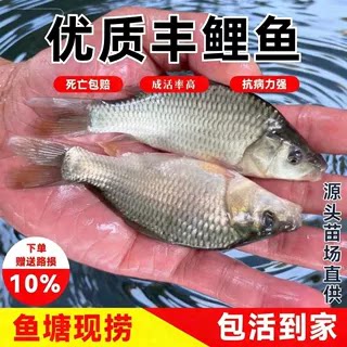 大品种鲤鱼苗建鲤丰鲤鱼稻田鲤黄肉鲤淡水养殖可食用包活