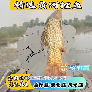 福瑞鲤鱼苗鲤鱼苗建鲤黄河鲤鱼杂交优良品种渔场直发包邮包活