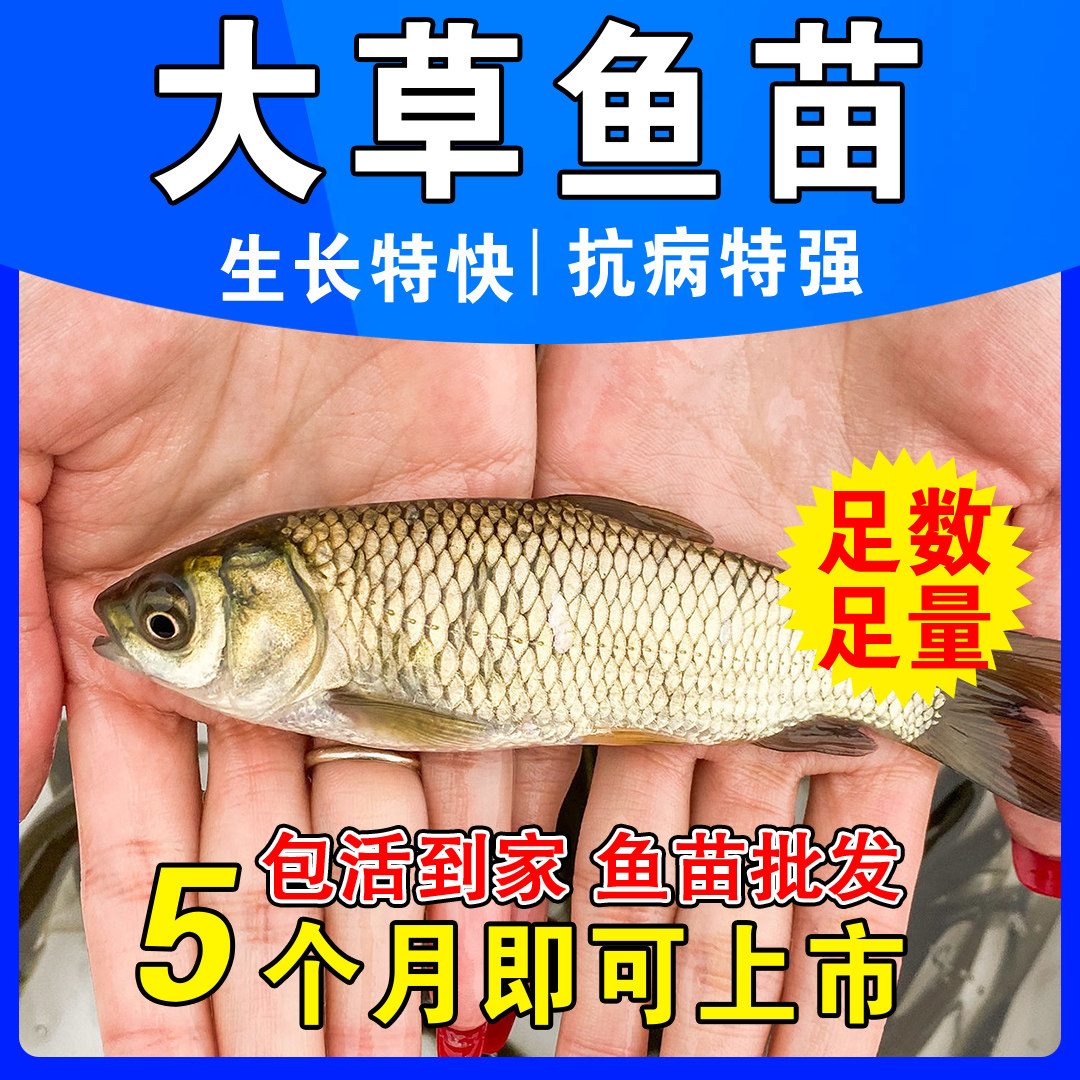 草鱼苗皖鱼银鲫鱼鲤鱼花白鲢鱼饲料螺丝青鱼活体本地淡水养殖食用