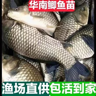 正宗鲫鱼苗中科鲫鱼苗黄金鲫鱼苗大阪鲫鱼苗工程鲫鱼苗土鲫鱼苗