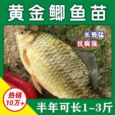 大品种黄金鲫工程鲫湘云