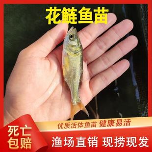 花鲢鱼苗大头鱼苗鳙鱼苗包活大头鳙鱼苗胖头鱼苗黑鲢鱼苗白鲢鱼