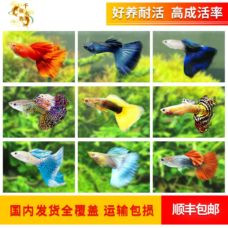热带观赏鱼纯种淡水孔雀鱼耐活鱼