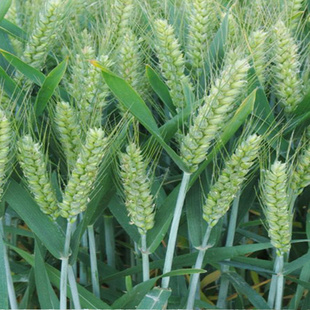 2025新鲜青麦穗嫩小麦粒碾转青麦仁天然煮粥炒菜烧烤杂粮青稞鲜嫩