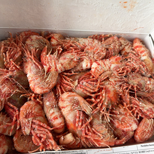 俄罗斯原装进口熟冻格陵兰虾一公斤装火龙虾深海捕捞超低温带壳