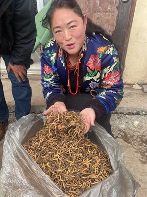 送礼新干草果洛正品冬虫夏草年货