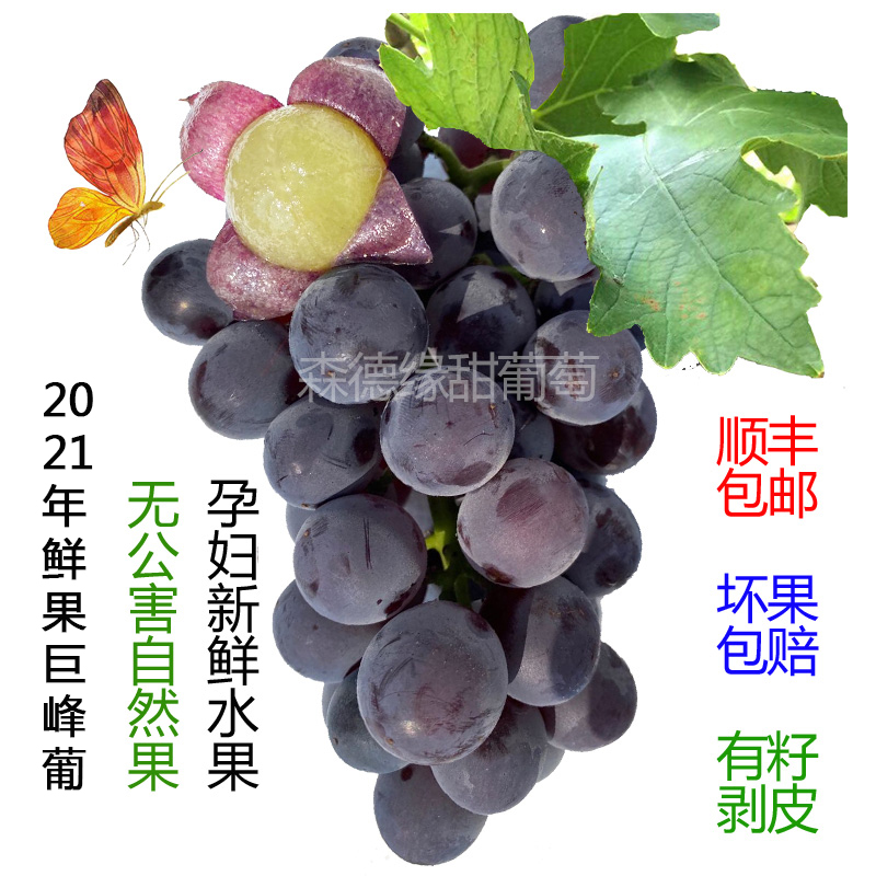 正宗东北巨峰葡萄3斤装健康自然果孕妇新鲜水果当天现摘顺丰包邮|ruв категории водной мясо/свежие фрукты и овощи/еда, свежие фрукты, виноград/виноград - от Buy2taobao.com для оказания профессиональной услуги покупки агента Taobao