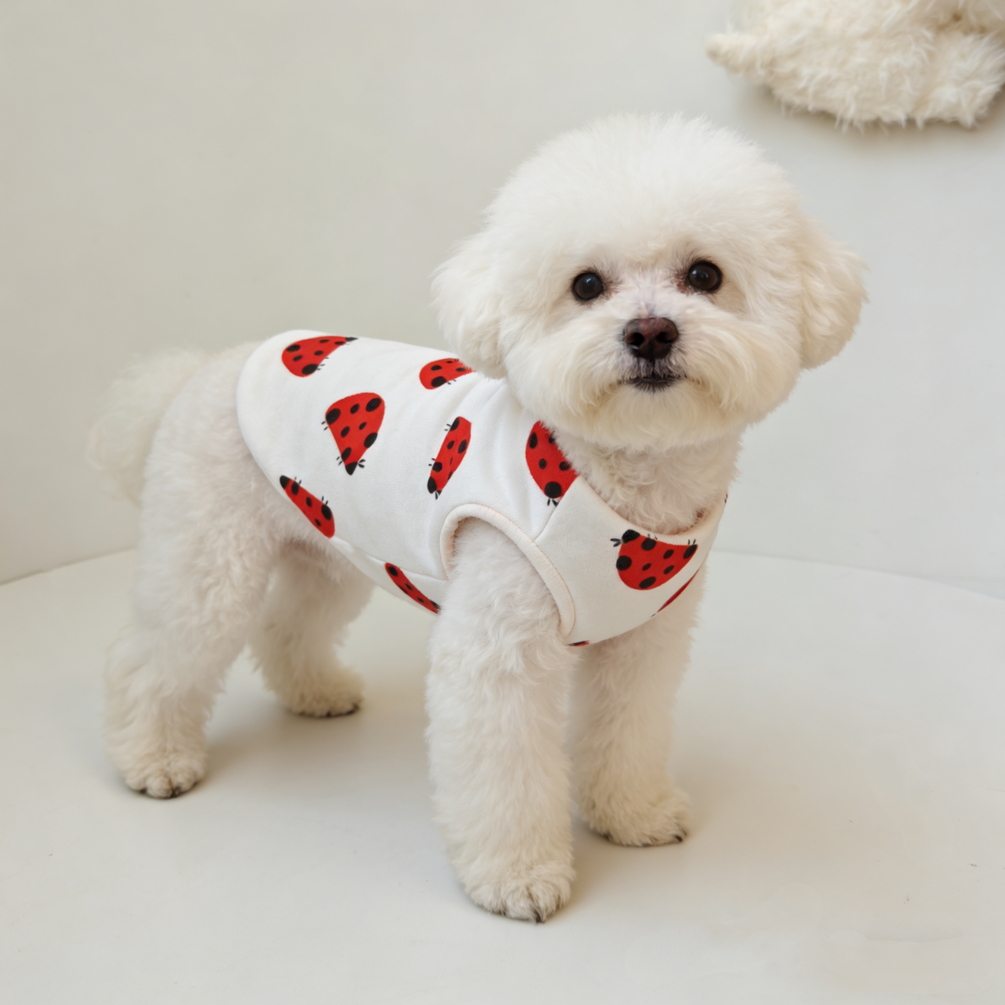 宠物小码夹棉背心猫咪狗狗衣服纯棉针织柔软比熊小型犬秋冬保暖