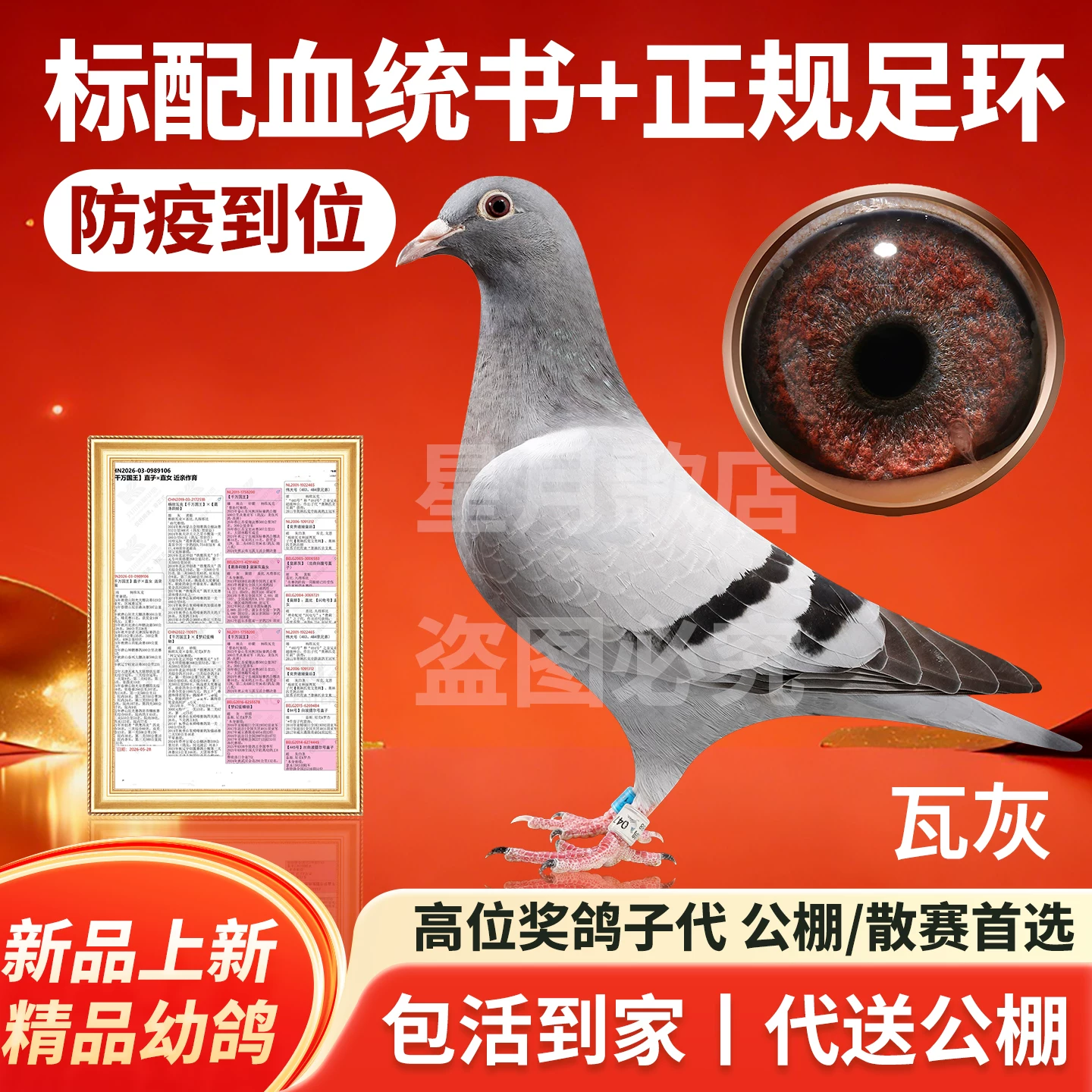 鸽子活体一对带血统书信鸽赛鸽成绩鸽活物幼鸽原配精品种鸽血统